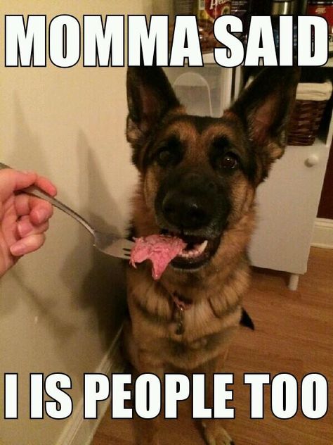 The German Shepherd Funny Love Quotes For Her, Funny Love Quotes, German Shepherd Funny, Athletic Dogs, Memes Hilarious, Funny Dog Memes, German Shepards, Yorkshire Terrier Puppies, Memes Sarcastic