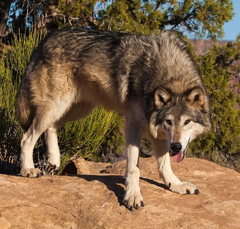 Wolf Standing Side View, Wolf Reference Photo, Wolf Front View, Wolf Side View, Wolf Reference, Wolf Paws, Wolf Sitting, Wolf Standing, Animals Reference