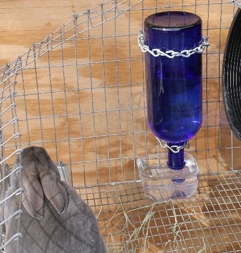 Rabbit Waterer Diy, Diy Gravity Water Bowl, Diy Rabbit Watering System, Diy Rabbit Hay Feeder, Diy Hay Feeder Rabbit, Homestead Basics, Diy Rabbit Water Bottle, Automatic Rabbit Watering System, Rabbit Waterer