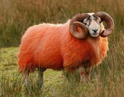 Red Sheep of Scotland. This colorful tradition is ages old in Ireland and Scotland, where farmers were painting sheep red, or marking them with color - to make them easier to find. Red Sheep, Sheep And Lamb, Animal Planet, Animal Photo, Animals Friends, Beautiful Creatures, Animal Kingdom, Animals Beautiful, Farm Animals