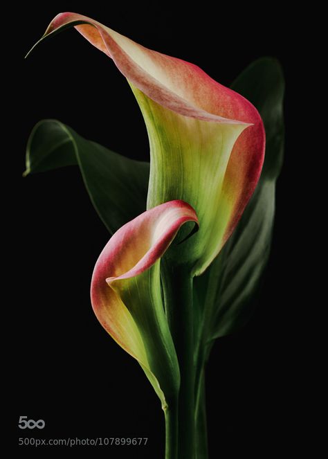 my life will forever rot away. must leave my mark. — Two callas by leewilkersonphotography Link:... Arum Lily, Calla Lily Flowers, Calla Lilies, Flower Art Painting, Lily Flower, Exotic Flowers, Calla Lily, Flowers Nature, Flower Photos