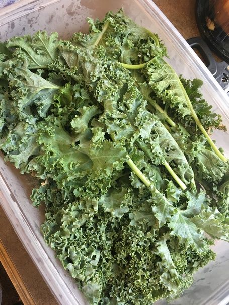 How to store kale for a week. With this how to we show you how to keep it fresh so you can get the most out of your kale. How To Store Kale In The Fridge, Kale Storage, Kale Recipes Sauteed, How To Store Kale, Fresh Produce Storage, Canning Preserves, Cook Videos, Eat To Live Diet, Harvesting Kale