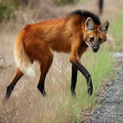 Maned Wolf, Animal Study, Interesting Animals, Unusual Animals, Rare Animals, Pretty Animals, Wild Dogs, Silly Animals, Wildlife Animals