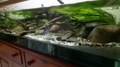 Stream tank, stream biotope,  river stone, driftwood, vallisneria Americana Riverscape Aquarium, River Biotope Aquarium, River Aquascape, Diy Stream, River Rock Aquarium, Live Rock Aquarium, River Aquarium, River Bank Aquascape, Diy Aquarium Stand