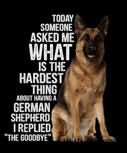 German Shepherd Dog Quotes, Shepherd Quotes, German Shepherd Quotes, Animal Lover Quotes, Miss My Dog, Dog Poems, German Shepherd Pictures, Dog Quotes Love, Malinois Dog