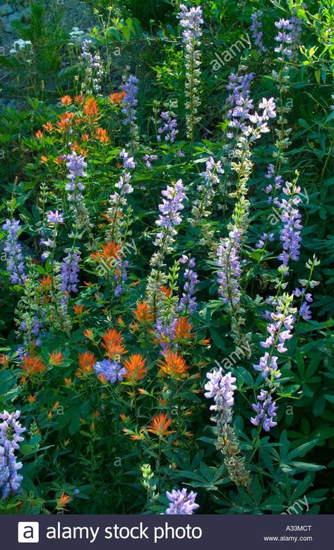 Download this stock image: A natural wildflower garden in the Sierra Nevada mountains of northern California. - A33MCT from Alamy's library of millions of high resolution stock photos, illustrations and vectors. I Talk To Myself, Best Vacation Destinations, Nevada Mountains, Sierra Nevada Mountains, Cats Photography, Garden Grove, Wildflower Garden, Plant List, Sierra Nevada