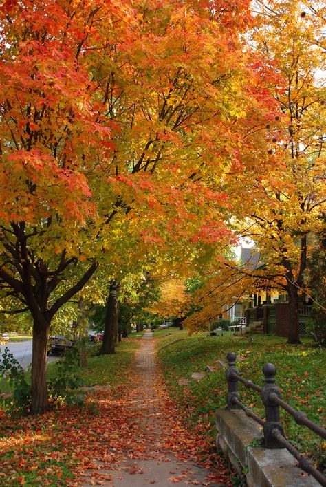 Lawrence, KS: Fall in Lawrence Rock Chalk Jayhawk, Lawrence Kansas, Rock Chalk, Lawrence Ks, University Of Kansas, Kansas City Missouri, Fall Vibes, Us Travel, Missouri