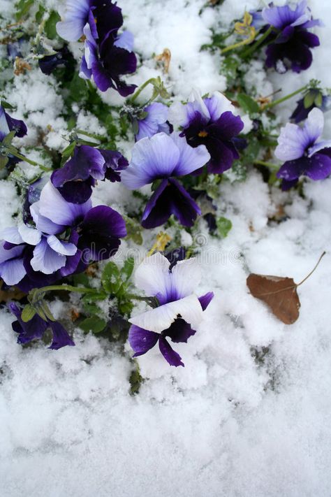 Stock image of Pansies Under Snow. The Pansy or Pansy Violet is a cultivated gar , #SPONSORED, #Pansy, #Violet, #cultivated, #Snow, #Stock #ad Winter Pansies, Sea Goat, Digital Design Trends, Violet Flower, Botany, Pansies, Flower Garden, Digital Design, Floral Wreath