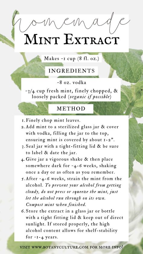 Uses For Mint Extract, Peppermint Tincture How To Make, Mint Tincture Uses, Diy Herbal Tinctures, Mint Medicinal Uses, Mint Tincture Benefits, Diy Peppermint Extract, Peppermint Tincture Benefits, Mint Oil Diy