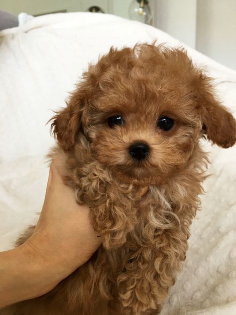 Brown Toy Poodle Puppy, Maltipoo Puppy Brown, Brown Maltipoo, Dog Line Art Tattoo, Brown Poodle, Tattoos Dog, Brown Toy Poodle Aesthetic, Cute Fluffy Puppies, Painting Dogs