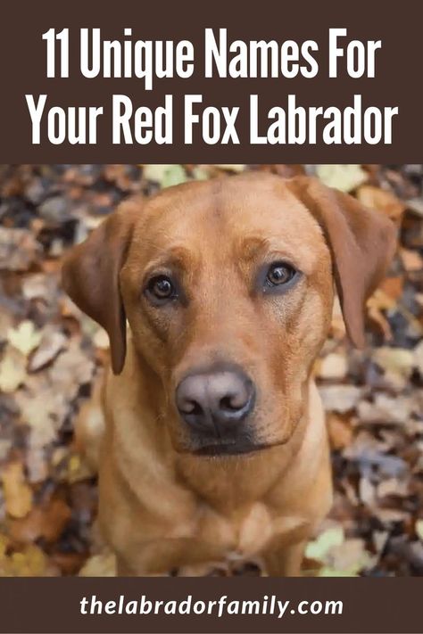 Red fox labrador Red Fox Labrador Retriever, Red Labrador Retriever, Red Fox Labrador Puppy, Red Fox Labrador, Fox Red Labrador Puppy, Red Retriever, Red Lab Puppies, Dudley Labrador, Labrador Names