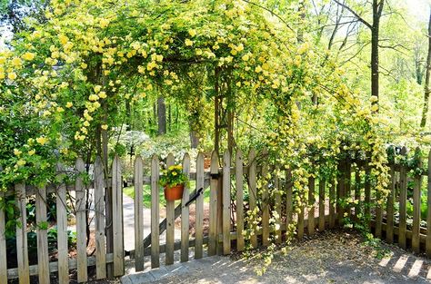 Lady Banks' Rose - Redeem Your Ground | RYGblog.com Banksia Rose, Pergola Privacy, Garden Entryway, Lady Banks Rose, Hillside Gardening, Wood Picket Fence, Cottage Flowers, Rose Trellis, Sun Loving Plants