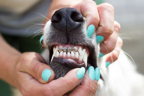 Yes, there is such a thing as dog braces for teeth. Let’s go over what you need to know about dog braces and if your pooch needs them. Wearing braces is a normal part of childhood for many people. You may remember the struggle of finding food stuck between your teeth and the braces or […] Braces For Teeth, Dog Braces, Misaligned Teeth, Getting Braces, Teeth Alignment, Canine Tooth, Bad Teeth, Crooked Teeth, Teeth Bleaching