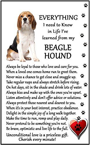 Healthy Beagle Recipe, Cooking With Beagles, Funny Beagle Quotes, Beagle Stuffed Animal, Beagle Hound, Beagle Dog Facts, Beagle Facts, Beagle Gifts, Unique Magnets