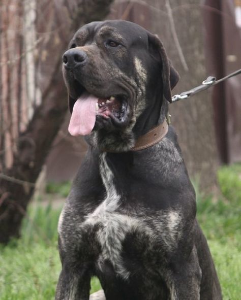 Serbian Defense Dog, Laizhou Hong, Bully Kutta, Thai Ridgeback, Neapolitan Mastiff, Neapolitan Mastiffs, Presa Canario, Giant Schnauzer, Sled Dog