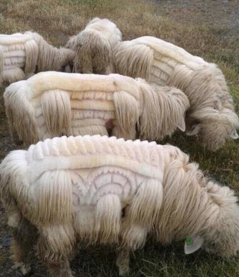 The Bergamasco: A Mountain Sheepdog Shearing Sheep, Kelly Behun, Sheep Shearing, Sheep Art, Sheep And Lamb, Beautiful Creatures, Animals Beautiful, Animal Kingdom, Pet Birds