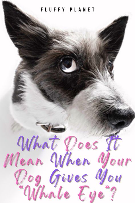 What Does It Mean When Your Dog Gives You “Whale Eye”? Whale Eye, Dog Body Language, Eye Expressions, The Whale, Dog Eyes, Puppy Eyes, Dog Training Obedience, Dog Show, Dog Behavior