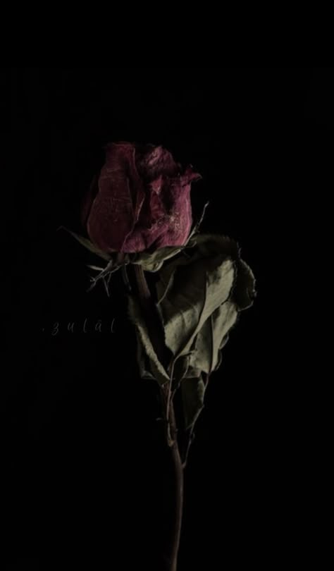 Dried Roses Aesthetic Dark, Wilted Flowers Aesthetic Dark, Rotten Flowers, Nautical Tattoo Sleeve, Dead Rose, Rose Tumblr, Wilted Rose, Withered Rose, Wilted Flowers