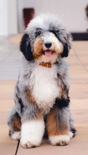 Micro Bernedoodle Full Grown, Merle Bernedoodle Full Grown, Bernadoodles Full Grown, Bernedoodle Full Grown, Merle Bernedoodle, Bernie Doodle, Standard Bernedoodle, Top 10 Dog Breeds, Big Fluffy Dogs