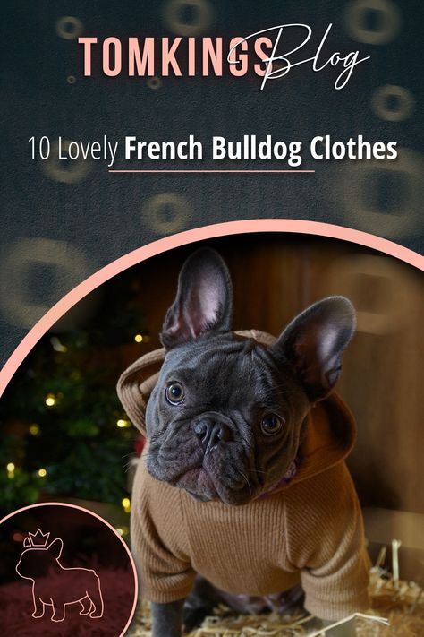 French Bulldog Clothes Patterns, French Bulldog Clothes Outfits, French Bulldog Must Haves, Adult French Bulldog, Frenchie Outfits, French Bulldog Aesthetic, Frenchie Accessories, French Bulldog Outfits, Frenchie Clothes