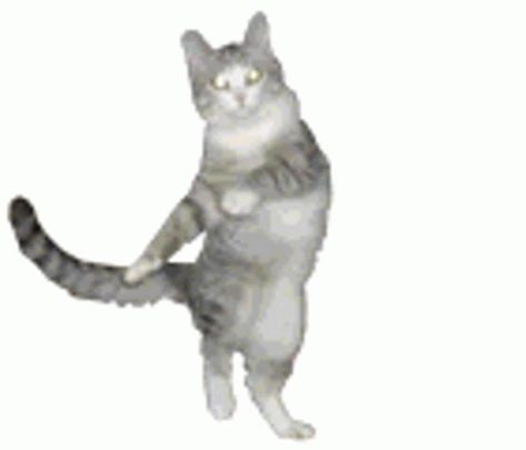 Dancing Kitty Sticker - Dancing Kitty Dance - Discover & Share GIFs Silly Gifs No Background, Dancing Cat Art, Break Dancing Cat, Dancing Cat Green Screen, Cat Emoticon, Silly Gifs, Dancing Cat Gif, Cat Dancing, Cute Cat Gif Animation Transparent