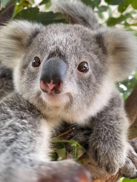 Aesthetic Koala Pictures, Koala Pictures, Koala Sleeping, Koala Cute, Cute Koalas, Koala Marsupial, Cute Animal Tattoos, Cute Koala Bear, The Wombats