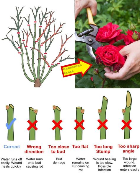 Source link: https://www.facebook.com/photo/?fbid=122126805926222214&set=a.122115970766222214 Trim Rose Bushes, When To Prune Roses, Rose Bush Care, Prune Roses, Rose Pruning, Rose Plant Care, Pruning Roses, Rose Care, Planting Roses