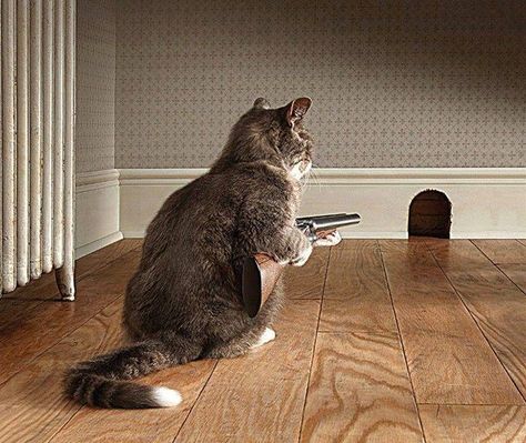 mouse hunting... Cat Quotes Funny, Cat Quotes, Funny Cat Pictures, Funny Animal Pictures, On The Floor, Crazy Cat Lady, 귀여운 동물, Bones Funny, Crazy Cats