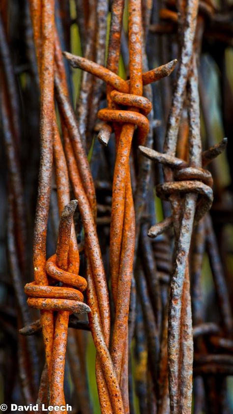 Rusty Nails, Foto Macro, Rust Never Sleeps, Growth And Decay, Texture Metal, Rust In Peace, Peeling Paint, Foto Tips, Rusted Metal