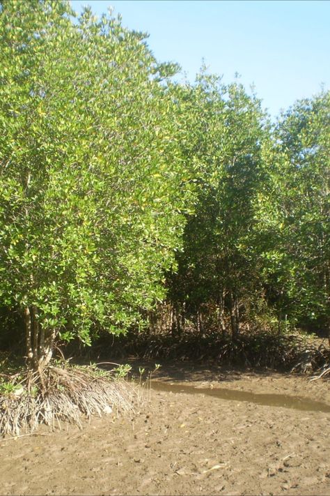 Image of mangroves in Mui Ca Mau National Park in Vietnam Southern Vietnam, Mangrove Forest, Migratory Birds, Domestic Flights, River Boat, Local Guide, Ho Chi Minh City, Bird Species, The Locals