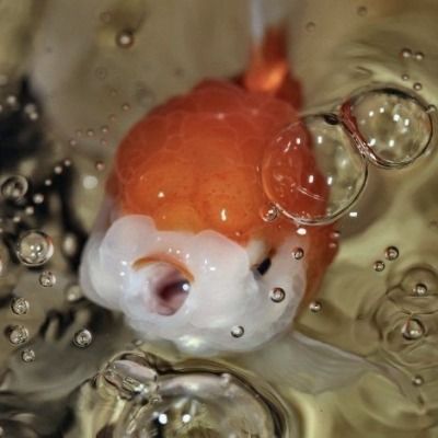 Chubby Goldfish, Goldfish Aesthetic, Lionhead Goldfish, Cute Goldfish, Goldfish Types, Oranda Goldfish, Pet Goldfish, Fish Decor, Fish Drawings