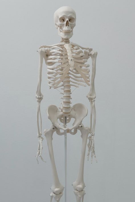 Structure Of Bone, Human Skeleton Model, Art Improvement, Sports Physical Therapy, College Inspiration, Movement Fitness, Weight Bearing Exercises, Skeleton Model, Spinal Injury