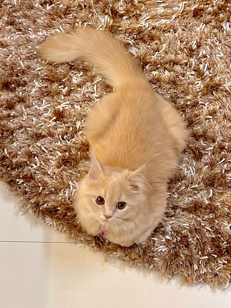 #persian #persiancat #cats Ginger Persian Cat, Brown Persian Cat, Aesthetic Persian Cat, Persian Doll Face Cat, Dollface Persian Cat, Persian Cat White Aesthetic, Orange Persian Cat Aesthetic, Brown Cat, Orange Cats