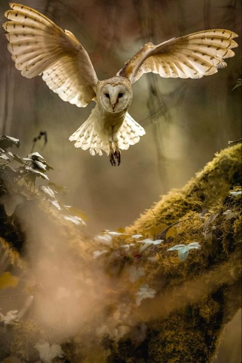 Owl Landing, Barn Owl Pictures, Owl Wings, Owl Pictures, Beautiful Owl, Owl Bird, The Mist, Owl Art, Barn Owl