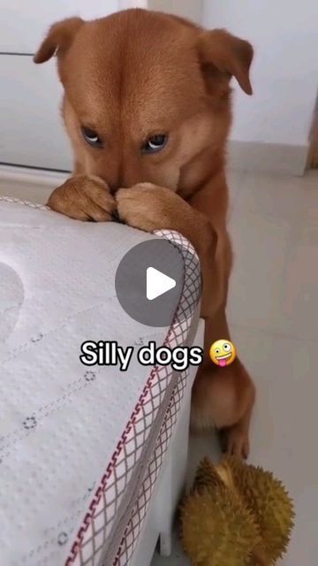 Funny Dog Bath Videos, Funny Animal Videos Dogs, Funny Dog Videos Hilarious Puppys, Funny Puppies Video, Cute Funny Puppy Videos, Puppy Videos Funny, Happy Dogs Funny, Really Funny Dog Videos, Funny Puppy Videos