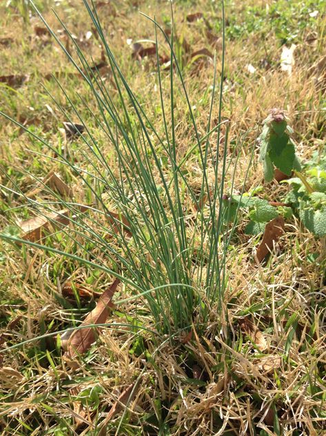 Yard Onions: Front Yard Foraging – Digging Food Onion Grass Recipe, Wild Onions In Yard, Garlic Growing, Wild Onion, Edible Weeds, Types Of Onions, Wild Foraging, Wild Onions, Foraging Recipes