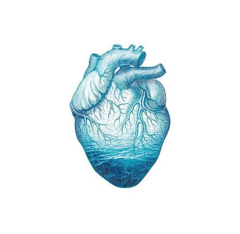 Anatomical Heart Drawing, Save Water Poster, Anatomical Heart Art, Surrealism Drawing, Anatomical Heart Tattoo, Lovecore Aesthetic, Cute Blue Wallpaper, Animation Art Sketches, Heart Drawing