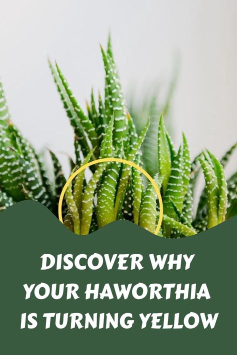 Discover the reasons behind why your Haworthia might be turning yellow with our comprehensive guide. From improper watering and lighting conditions to potential pest infestations, learn how to troubleshoot and care for your precious succulent. Don't let a yellowing Haworthia stress you out - educate yourself and become a confident plant parent! Dive into the world of succulents and enhance your plant knowledge today. Zebra Haworthia, Haworthia Succulents, Plant Knowledge, Succulents Care, Zebra Plant, Plant Parent, Educate Yourself, Leaf Patterns, Succulent Care