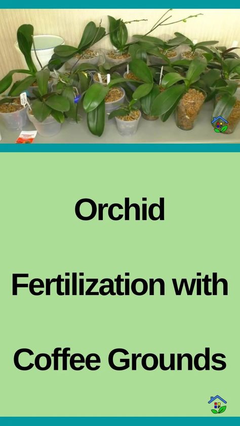 Unleash the magic of coffee grounds to revitalize your orchids, promoting lush and vibrant blooms effortlessly! Coffee grounds are not to be thrown in the trash, as they can be used as a perfect natural fertilizer for your plants. Embrace this eco-friendly practice to elevate your plant care routine and witness the stunning transformation of […] Coffee Grounds For Plants, Diy Fertilizer, Orchid Fertilizer, Orchid Plant Care, Orchid Plant, Planting Ideas, Uses For Coffee Grounds, Natural Fertilizer, Garden Coffee