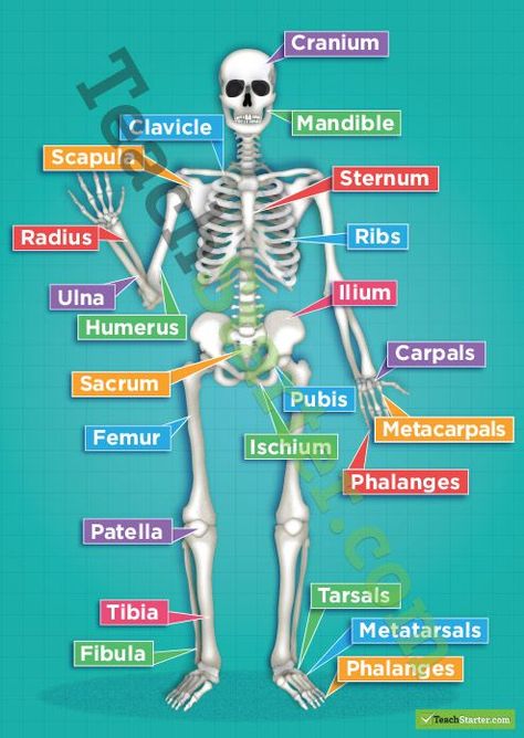 Musculoskeletal System Skeletal System Poster, Human Body Vocabulary, The Human Skeleton, Human Skeletal System, Medical Student Study, Nursing School Survival, Skeletal System, Human Body Anatomy, Musculoskeletal System