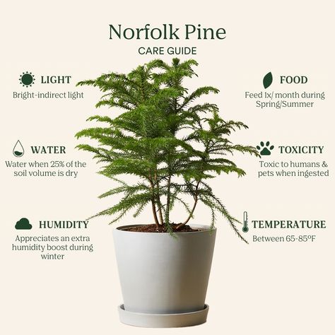 Plant Care Guide: Norfolk Pine 🌲 TLDR ☀️Bright indirect 💧Water when 25% of soil volume is dry ☁️Likes humidity boost in winter 🌱Feed 1x/month in spring and summer 🐾Toxic to people & pets if ingested 🌡️65-85°F #plantcare #plantcaretips #norfolkpine #pinetrees #christmastree #holidaydecor Norfolk Pine Care, Seed Growing, Plant Care Guide, Norfolk Pine, Pine Leaf, Leaf Illustration, Summer Water, Flowers Gardening, Pretty Plants