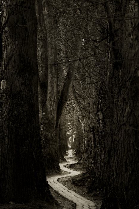 spooky but enticing path. Sometimes the unknown is scary but we have to walk it or stay put. Dreams And Nightmares, Forest Path, The Road Less Traveled, Road Less Traveled, Winding Road, Into The Woods, Dark Forest, White Photo, Beautiful Tree