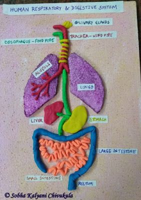 Model of Human Respiratory and Digestive System for Class 3 Students Respiratory System Model, Respiratory System Projects, Digestive System Project, Digestive System For Kids, Digestive System Model, Human Body Systems Projects, Body Systems Project, Human Body Projects, Human Respiratory System