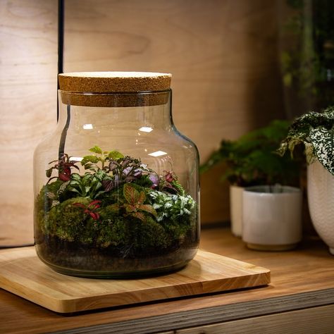 The Fittonia Terrarium. 👆Tap the picture to view Terrarium Care Instructions, Fittonia Terrarium, Closed Terrarium, Overhead Light, Creative Workshops, Display Boards, Terrariums Kits, Wooden Display, Moss Art