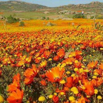 Namakwaland Flowers, Gift Bouquet Ideas, Namaqualand Flowers, African Scenery, South African Flowers, Ideas For Flowers, Northern Cape, Wildflower Field, Flowers Orange