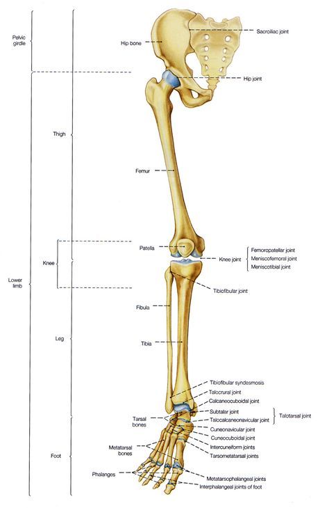 Bones of the Leg and the Foot - skeleton of the hindlimb#anatomy  #americanhighschool #anatomylessons #AHSRocks #anatomyandphysiology Bones Of The Lower Limb, Leg Bone Anatomy, Lower Limb Anatomy, Leg Skeleton, Legs Anatomy, Skeletal System Anatomy, Muscle Diagram, Human Skeleton Anatomy, Leg Anatomy