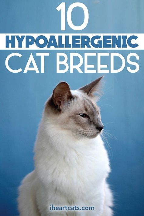 Hypoallergenic Cat Breeds, Types Of Cats Breeds, Bob Cats, Cat Breeds Hypoallergenic, Internet Slang, Best Cat Breeds, Russian Cat, Hypoallergenic Cats, Cat Dander