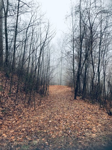 Freshness from Locust Light Farm Bare Trees, Witchy Wallpaper, Bare Tree, Tree Images, Modern Witch, Winter Photo, Winter Trees, Yellow Leaves, Download Free Images