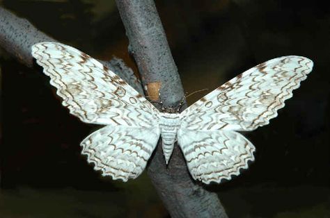 WHITE WITCH  (other names are: Birdwing Moth, Ghost Moth, Great Gray Witch, Great Owlet Moth) , Thysania agrippina White Witch Moth, Hercules Moth, Witch Moth, Atlas Moth, Gossamer Wings, Moth Butterfly, Moth Caterpillar, Flying Flowers, Cool Bugs