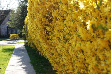 Forsythia: A Field Guide When forsythia bursts into bloom, the news is good: spring is around the corner. A woody shrub that looks like an untidy bunch of Easy Landscaping Front Yard, Forsythia Bush, Arborvitae Tree, Gothic Garden, Ireland Landscape, Easy Landscaping, Planting Shrubs, Garden Shrubs, Gardening 101